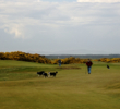 A man walks his three border collies on the Jubilee Course in St. Andrews, which is a public park. 